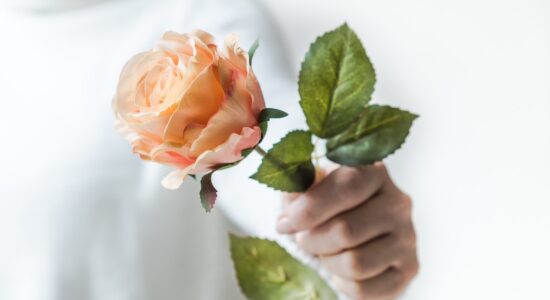 Perché le foglie delle rose ingialliscono