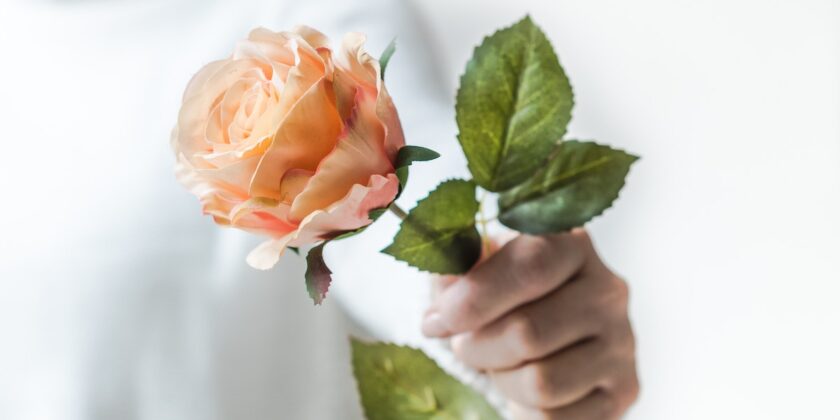 Perché le foglie delle rose ingialliscono
