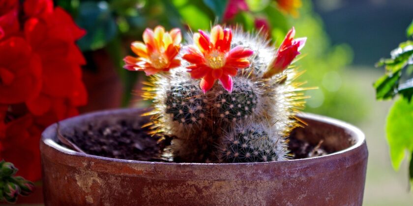 Perché le piante grasse non fanno i fiori-proiezionidiborsa.it