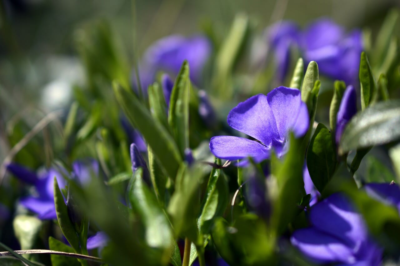 Pervinca-proiezionidiborsa.it