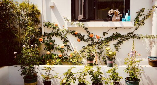 Piante decorative da mettere sul balcone