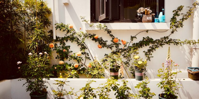 Piante decorative da mettere sul balcone