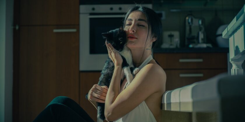 Razze di gatti che amano il loro padrone