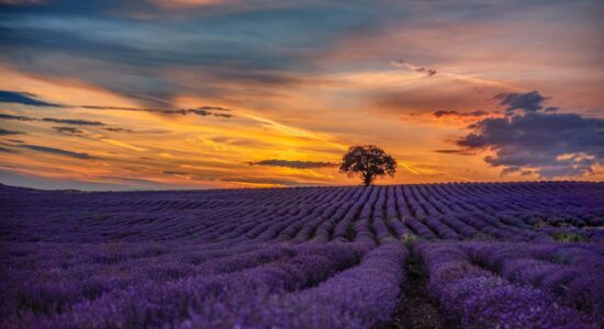 Semplicemente meraviglioso lo spettacolo della lavanda in fiore