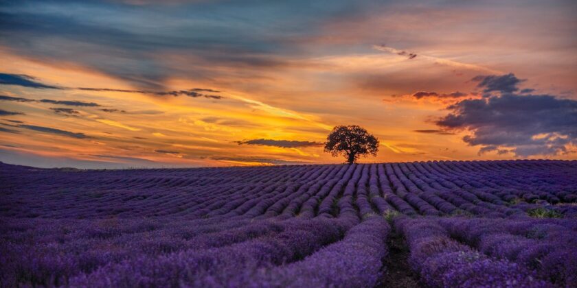 Semplicemente meraviglioso lo spettacolo della lavanda in fiore
