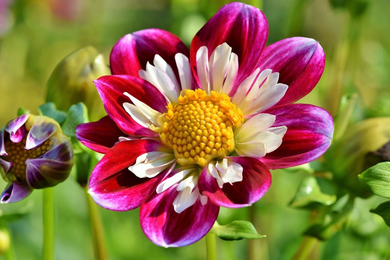 Zinnia-proiezionidiborsa.it