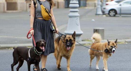 3 lavori ricercatissimi per guadagnare-Dog sitter-Foto da pixabay.com