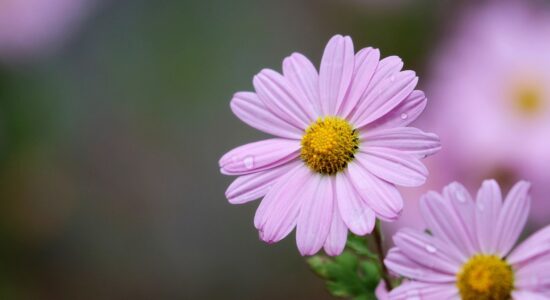Basta un fiore prodigioso per scacciare afidi, parassiti e insetti-crisantemo della Dalmazia-proiezionidiborsa.it