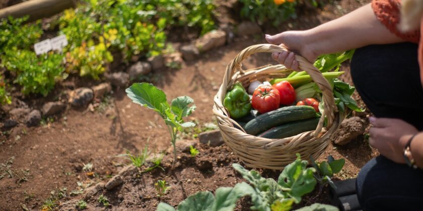 Cosa seminare a luglio e agosto nell’orto