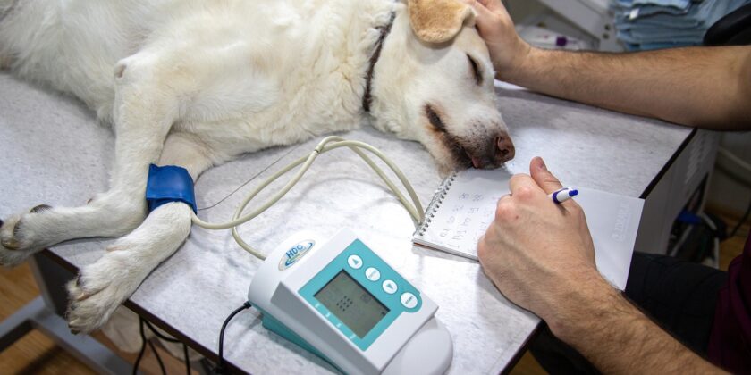 Costi della sterilizzazione di un cane-proiezionidiborsa.it