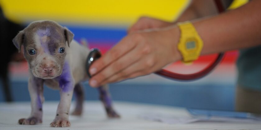 Curare gli animali e detrazioni fiscali-proiezionidiborsa.it
