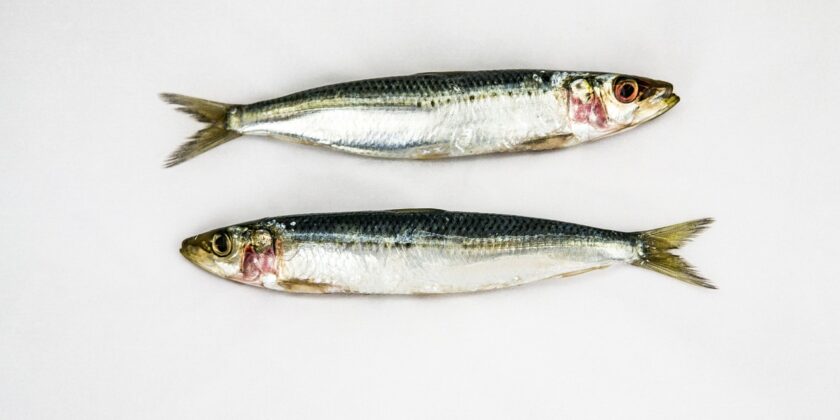 Grigliata di sardine-Foto da pixabay.com