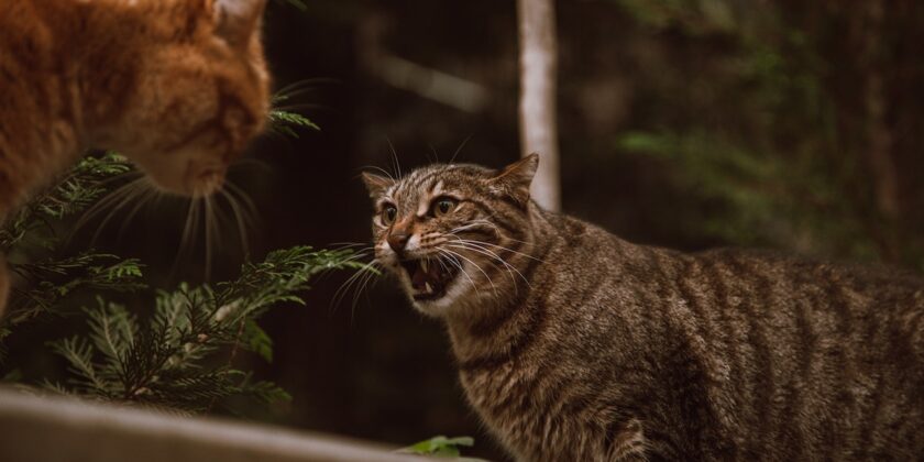 La classifica delle razze di gatto più aggressive