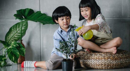Le piante più adatte per abbellire la casa