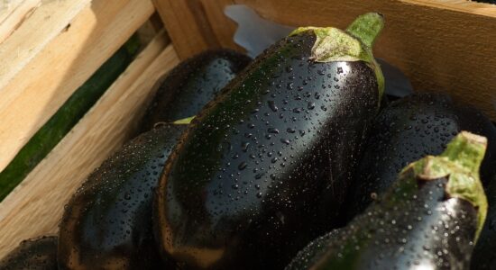 Melanzane-Foto da pixabay.com