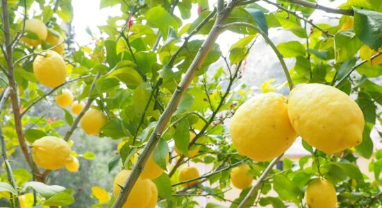 Pianta di limoni-Foto da pixabay.com