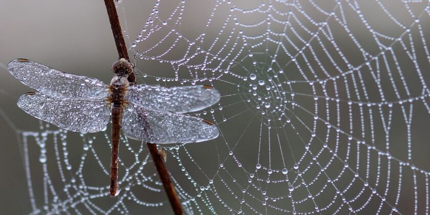 Ragnatela-Foto da pixabay.com