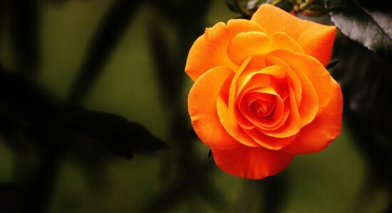 Rischi di far morire la tua pianta di rose