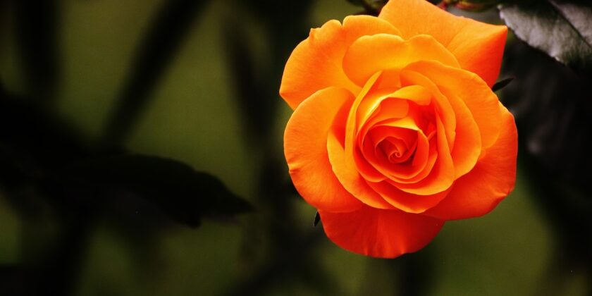 Rischi di far morire la tua pianta di rose