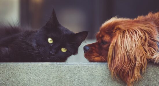 Risparmare sulle spese per mantenere un animale-Foto da pixabay.com