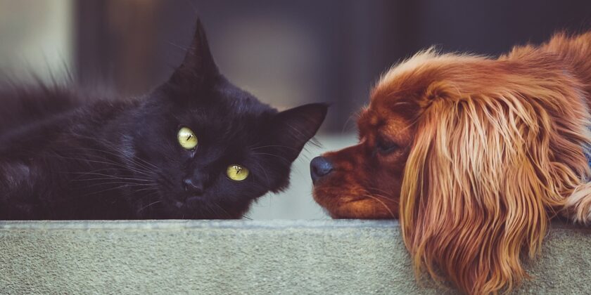 Risparmare sulle spese per mantenere un animale-Foto da pixabay.com