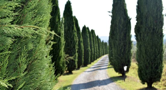 Toscana-cipressi-Foto da pixabay.com