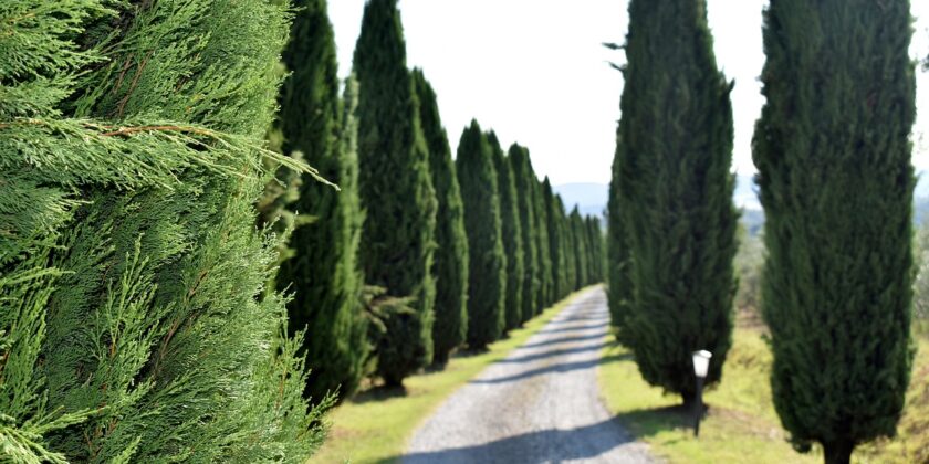 Toscana-cipressi-Foto da pixabay.com