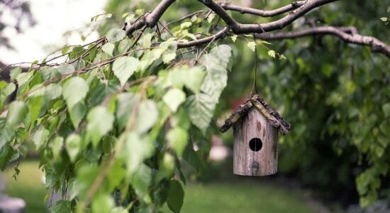 Vacanza su una casa sull’albero-proiezionidiborsa.it