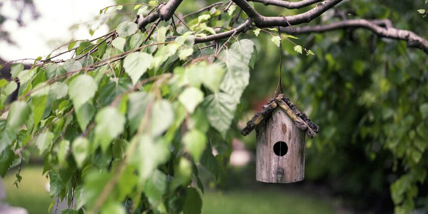 Vacanza su una casa sull’albero-proiezionidiborsa.it