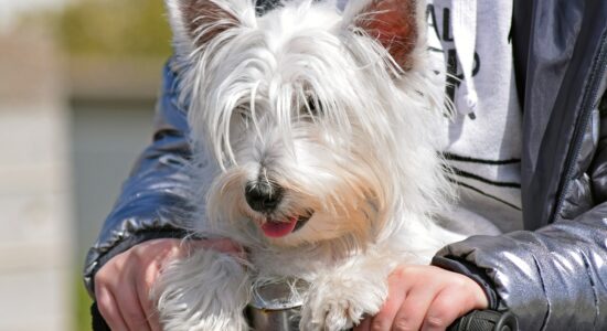 West Highland White Terrier-Foto da pixabay.com