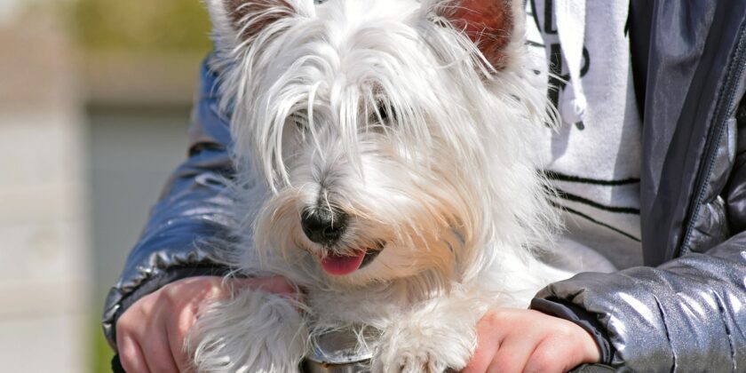 West Highland White Terrier-Foto da pixabay.com