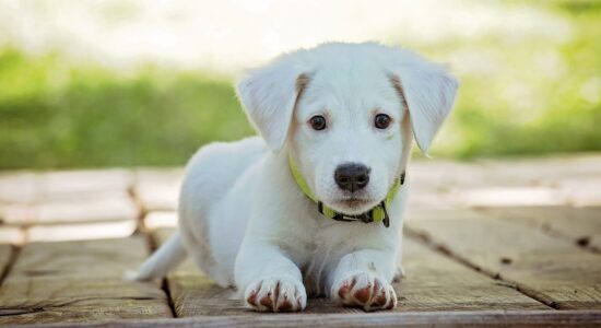 Cane-Foto da pixabay.com