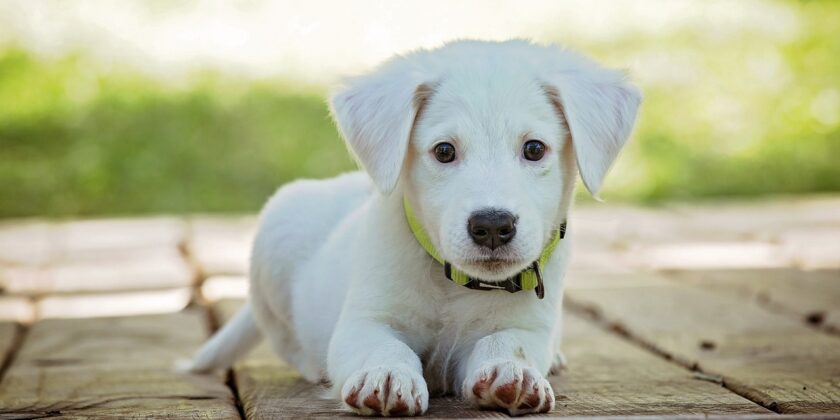 Cane-Foto da pixabay.com