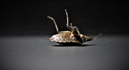 Cimice-Foto da pixabay.com