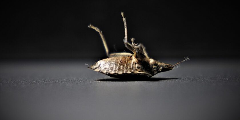 Cimice-Foto da pixabay.com