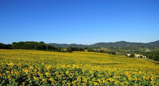 Fioritura di girasoli in Valdarno-Autore Propili87-Foto da wikipedia