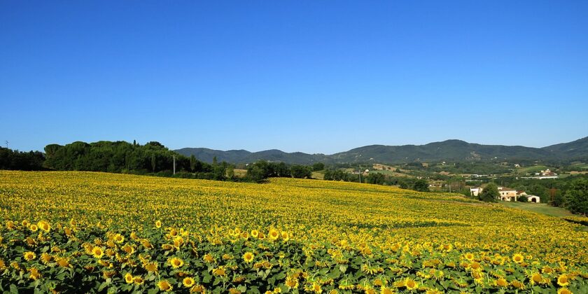 Fioritura di girasoli in Valdarno-Autore Propili87-Foto da wikipedia