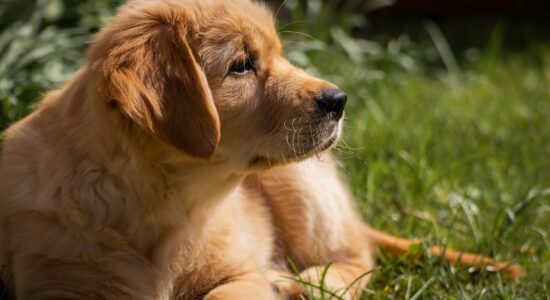 Golden retriever-Foto da pixabay.com