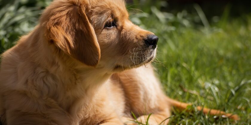 Golden retriever-Foto da pixabay.com
