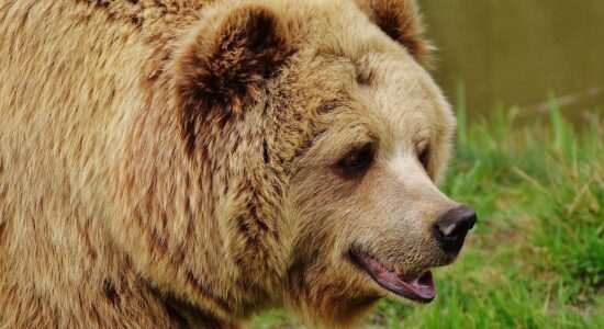 Orso-Foto da pixabay.com