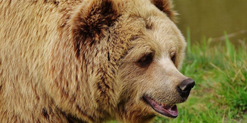 Orso-Foto da pixabay.com