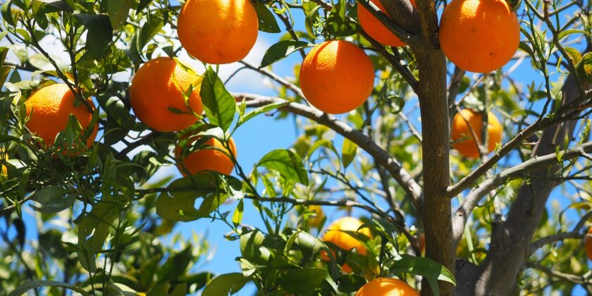 Raccogliere frutta dagli alberi pubblici-Foto da pixabay.com