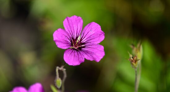 Rimedi per avere gerani bellissimi-Foto da pixabay.com