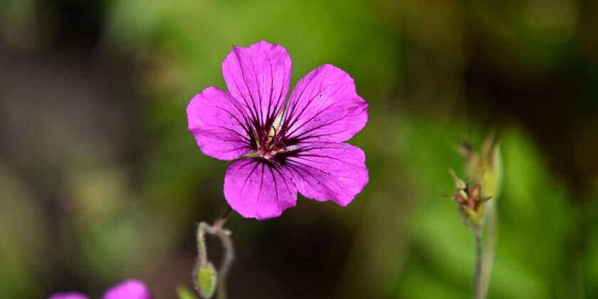 Rimedi per avere gerani bellissimi-Foto da pixabay.com