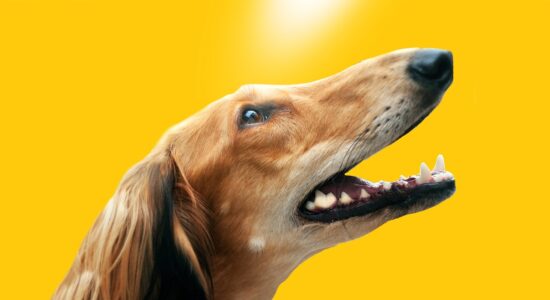 Saluki-Foto da pixabay.com