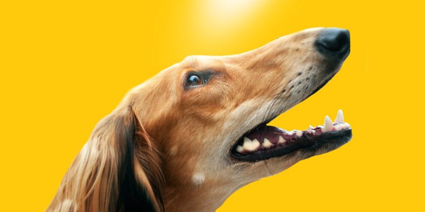Saluki-Foto da pixabay.com