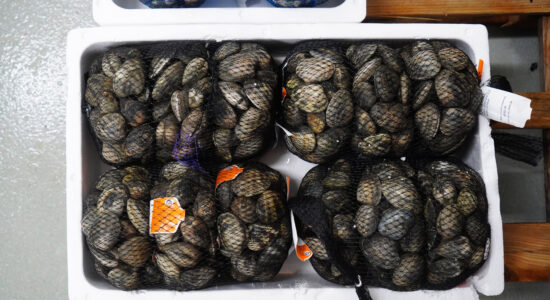 Vongole-Foto da imagoeconomica
