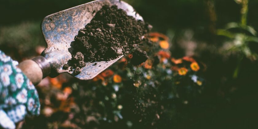 3 piante economiche da piantare adesso in giardino e sul balcone-Foto da pexels.com