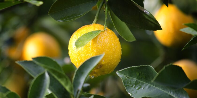 3 riutilizzi dei semi del limone-Foto da pixabay.com