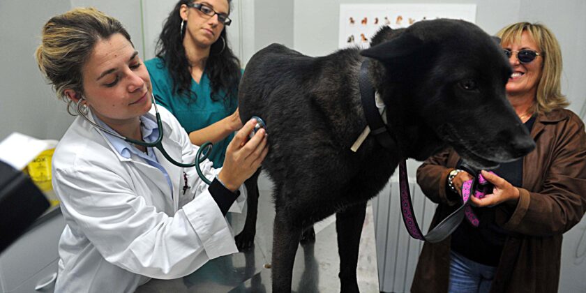 Bonus per chi adotta un animale abbandonato-Foto da imagoeconomica